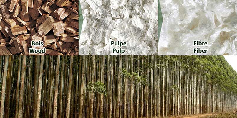 eucalyptus wood pulp making